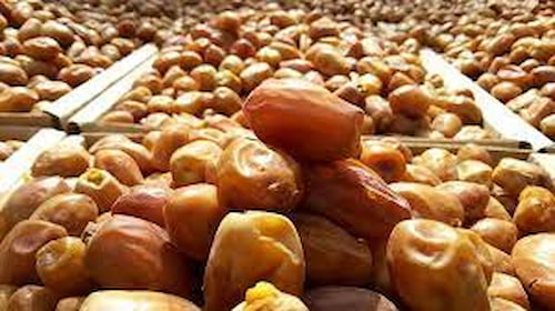 تصویر 2 از خرید عمده خرمای زاهدی تازه